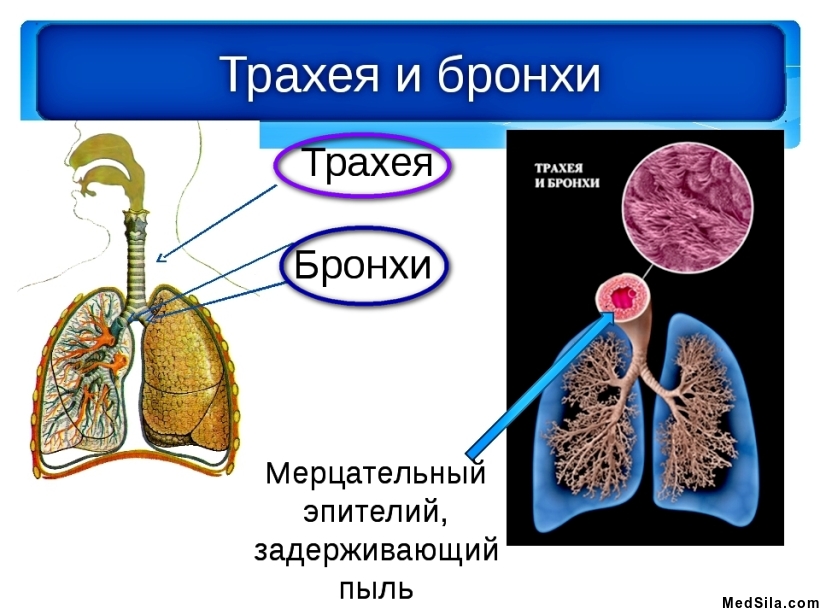 анатомия дыхательных путей
